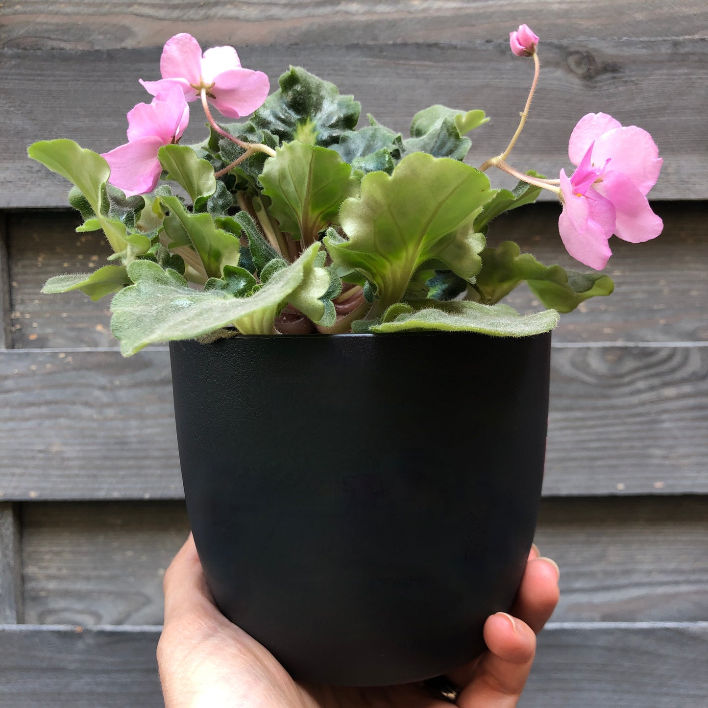 Blumentopf "Lehrer*innen pflanzen Samen des Wissens, die ein Leben lang wachsen" Abschiedsgeschenk - Geschenk Lehrer Erzieher - Danke - 12cm