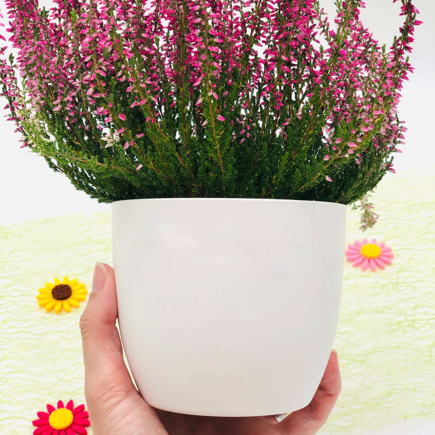 Blumentopf "Lehrer*innen pflanzen Samen des Wissens, die ein Leben lang wachsen" Abschiedsgeschenk - Geschenk Lehrer Erzieher - Danke - 12cm