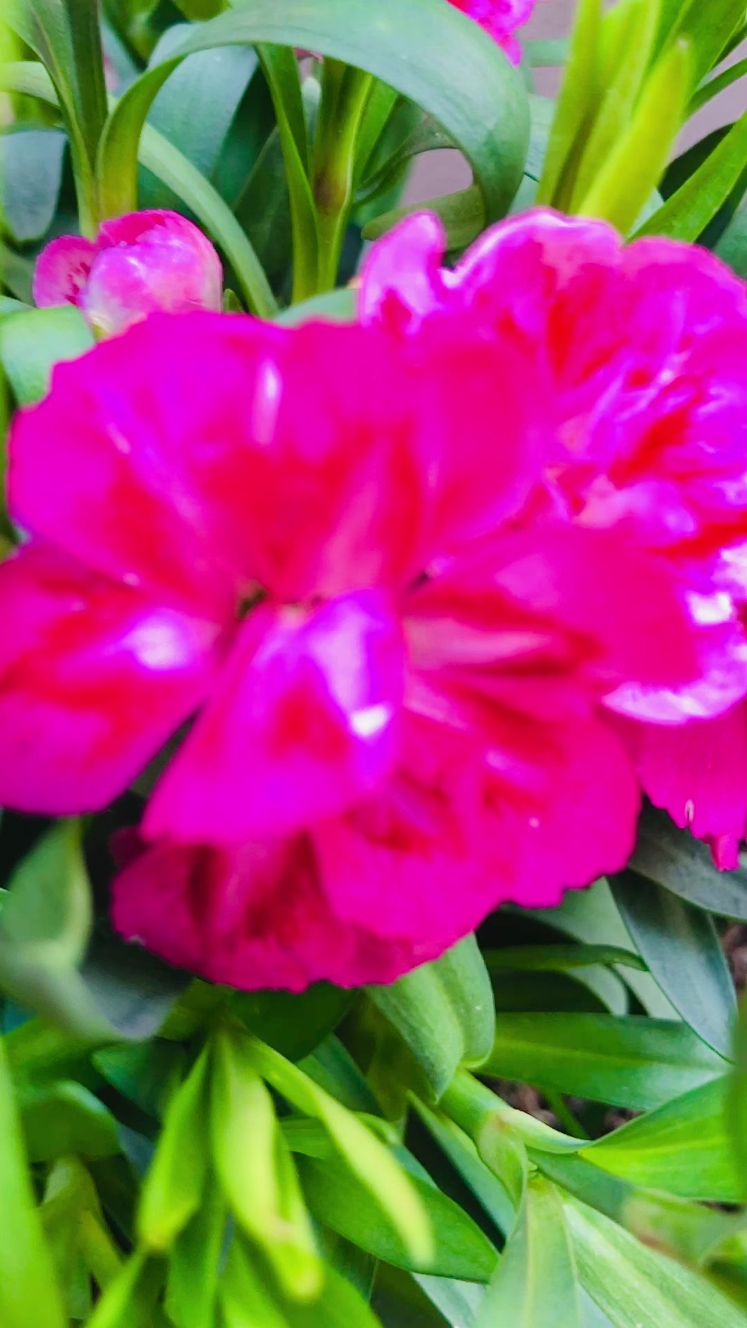 Blumentopf Geschenk Kollegin - Glück ist, eine Kollegin wie Dich zu haben!